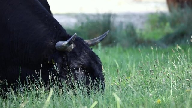 Closeup of a Scottish highlander cow eating grass during daytime in the summer. Broekpolder Vlaardingen, The Netherlands. Grazing.