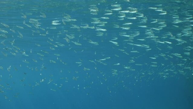 silversides underwater silverside fish school  behaviour backgrounds Atherina boyeri)
