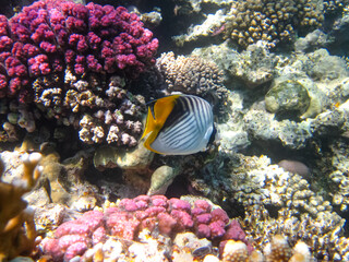 Beautiful fish in the coral reef of the Red Sea