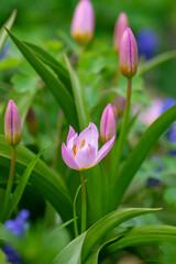 Tulipa saxatilis bright pink yellow flowering cretan tulip flowers, springtime beautiful ornamental rock plants in bloom - obrazy, fototapety, plakaty