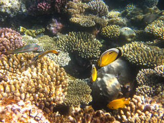 Beautiful fish in the coral reef of the Red Sea