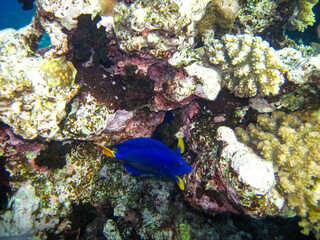 Beautiful fish in the coral reef of the Red Sea