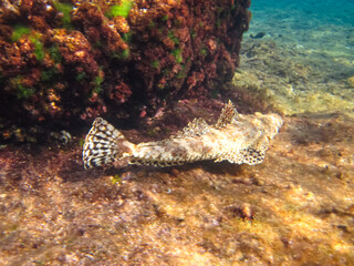 Beautiful fish in the coral reef of the Red Sea