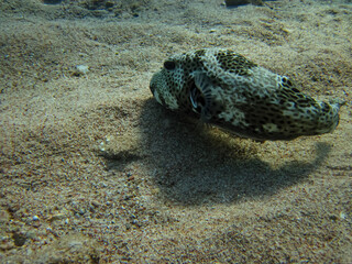 Beautiful fish in the coral reef of the Red Sea