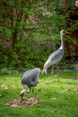 Naklejka premium Paris, France - 04 06 2024: The menagerie, the zoo of the plant garden. View of a white-necked crane couple with an egg in the nest.