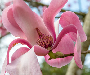 A close up of a single pink magnolia blossom