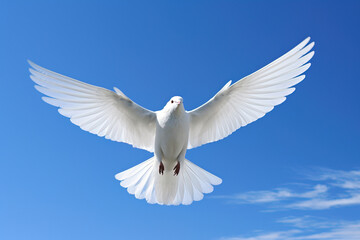 Fototapeta premium white heron in flight.