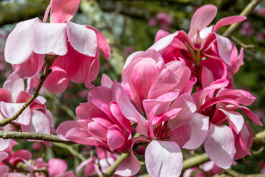  Vibrant pink magnolia blossoms in the spring sunshine 