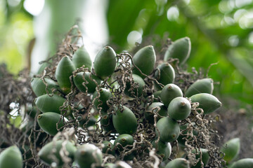 Young areca nut or betel nut