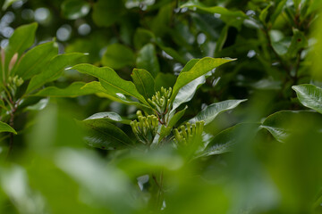 A clove tree will begin blossoming