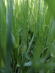 grass with drops