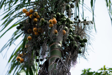 Betel nut or areca palm tree fruit that is ready to be harvested