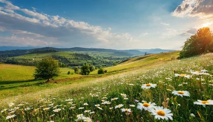 Kussenhoes Sunny Serenity: Fields of Daisies Blanketing the Hilly Countryside © Behram