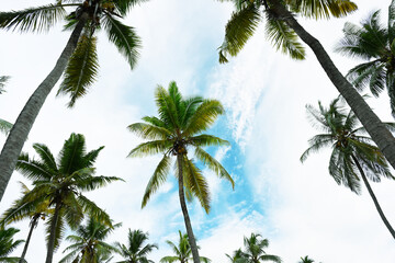 Beautiful coconut palms - 779156721