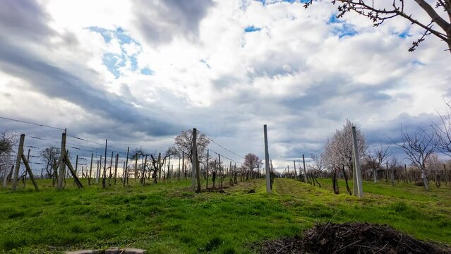 Timelapse of fast moving dramatic clouds over vineyard, Czech Republic, South Moravia region.