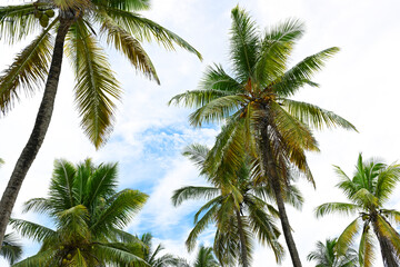 Fototapeta na wymiar Beautiful coconut palms