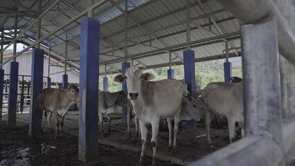 Obraz premium During the day the cow are kept in the pen