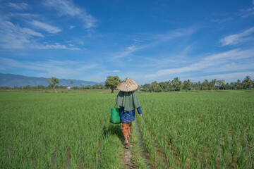 Woman walking in a vast green rice fields