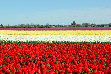 a rural landscape of a bulb field with beautiful tulips in horizontal flowerbeds with different colors - obrazy, fototapety, plakaty