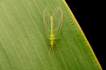 Green lacewing on the plant leaf of sugarcane. Lacewing is important insect for biological control of agricultural pest such as aphids and mites which damages the crops.