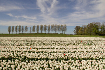 a beautiful rural landscape of a large white tulip field and a row of trees and blue sky in the background in the dutch countryside