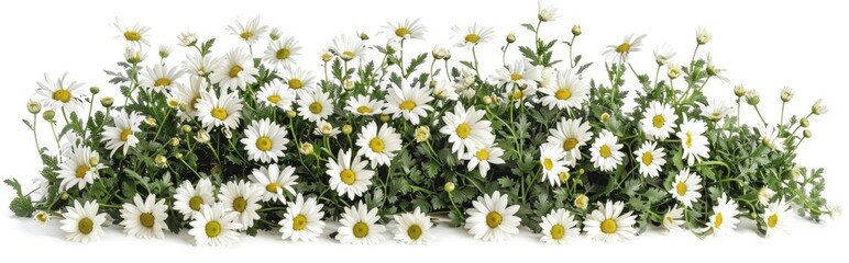 A row of fresh daisies on a white background