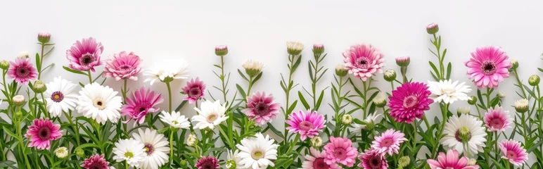 Fotobehang A row of colorful gerbera flowers against a white background © StasySin