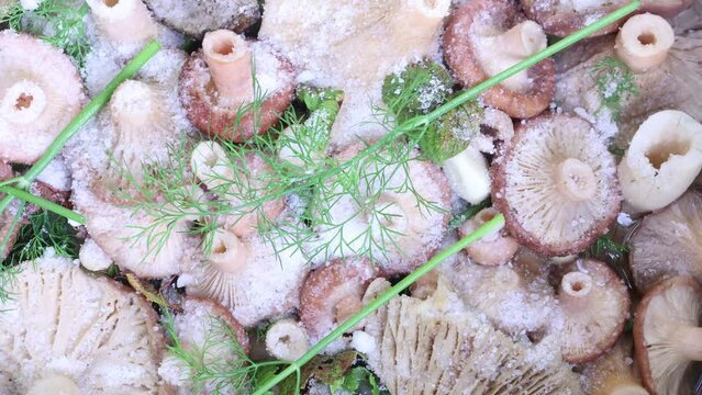 Woolly Milkcap mushrooms lay in layers in bucket with brine and mixed with fragrant herbs and garlic.