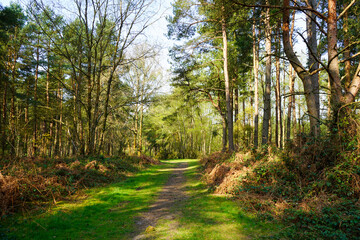 Views of a footpath in woodland