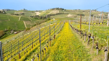 Gordijnen Amazing landscape of the vineyards of Langhe in Piemonte in Italy during spring time. The wine route. An Unesco World Heritage. Natural contest. Rows of vineyards © Matteo Ceruti