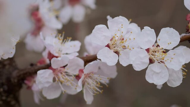 trees in spring. spring trees. apricot flowers. apricot blossoms in spring. white flowers on red branches.