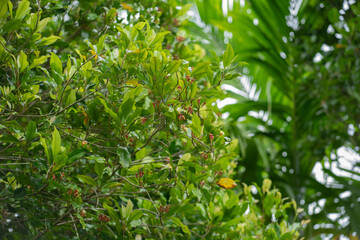 Ripe cloves on the tree