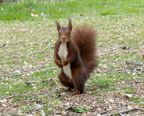 Naklejka na ściany i meble Squirrel in the park looking at the camera