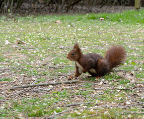 Naklejka na ściany i meble Squirrel in the park looking to the left