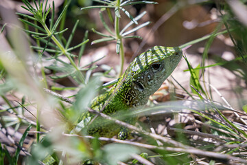European Green Lizard