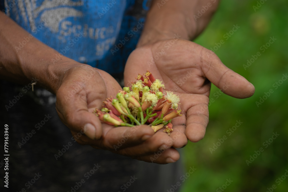 Wall mural an indonesian farmer places several ripe clove stalks in the palm of his hand