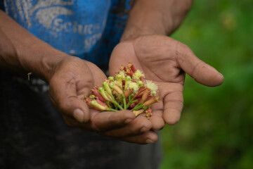 Naklejka na ściany i meble An Indonesian farmer places several ripe clove stalks in the palm of his hand