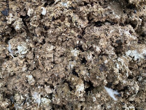 CHICKEN manure, worm, mites problem in poultry