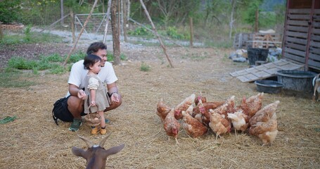 A father and a little girl are feeding hens chickens in a field with some standing closer to the man and the girl, and others further away. The scene is peaceful © HarryKiiM Stock