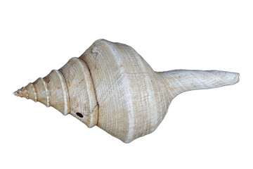 Conch or conque is a wind instrument made from the shell of several different kinds of sea snails....