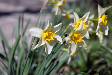 Daffodils, large white flowers with yellow tube shaped centers. Lent lily in the garden.