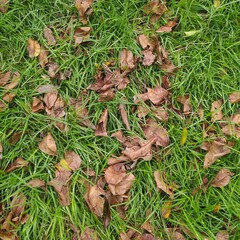 There are many dry leaves on the green grass in my garden