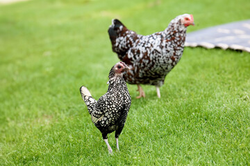 Chickens on a farm in Wisconsin