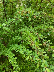 background of leaves