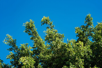 árbol, cielo, naturaleza, verde, azul, hojas, hojas - obrazy, fototapety, plakaty