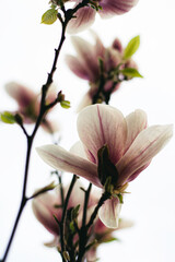 magnolia tree blossom