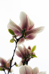 magnolia tree blossom