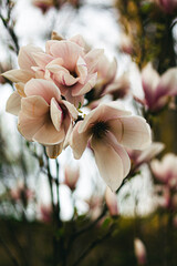 magnolia tree blossom