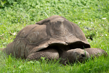 Fototapeta premium Paris, France - 04 06 2024: The menagerie, the zoo of the plant garden. View of a Seychelles land turtle .
