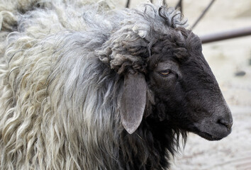  animal sheep with a black muzzle.